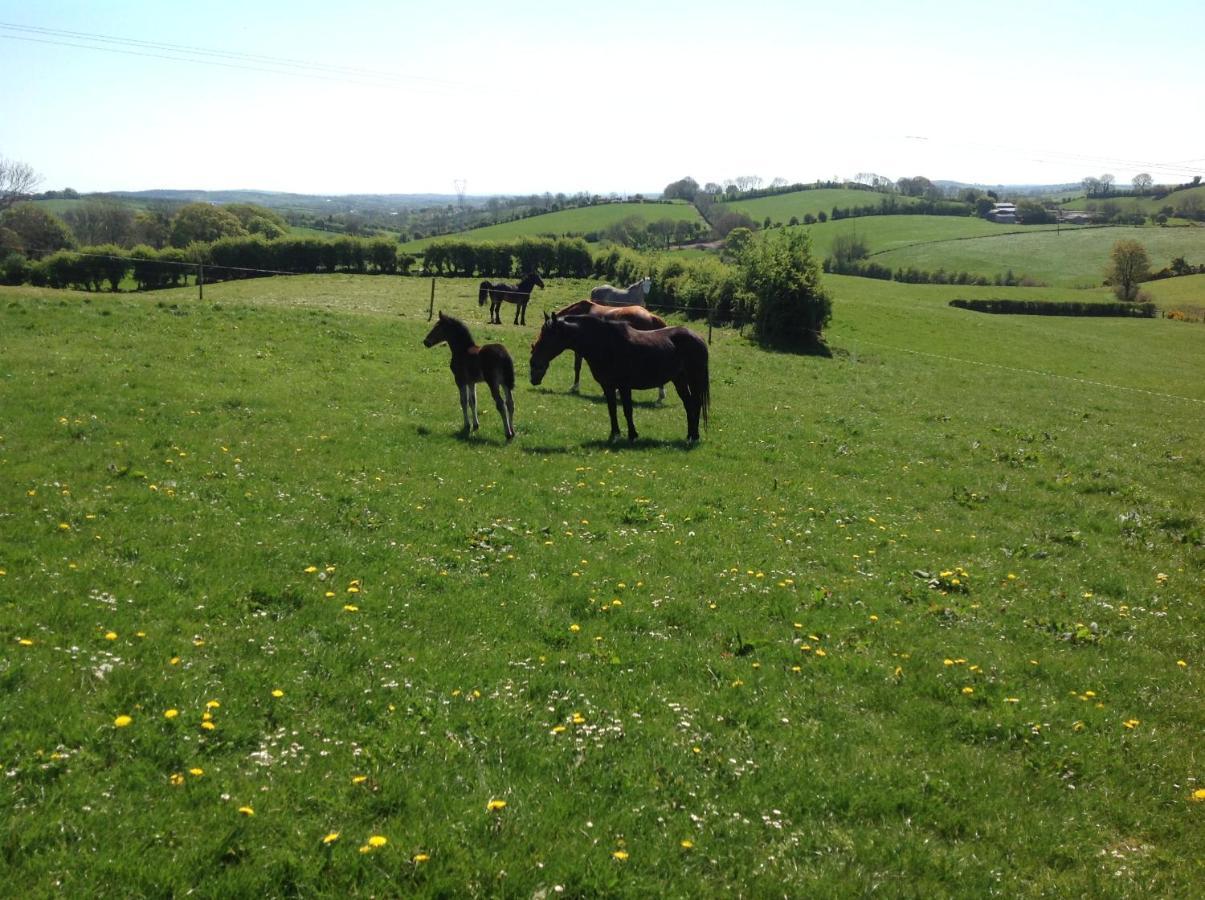 The Rock Equestrian Farm B&B Bailieborough Eksteriør billede